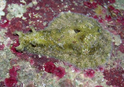 Dolabrifera dolabrifera M – Sea Hare - Ασπόνδυλα Θαλασσινού