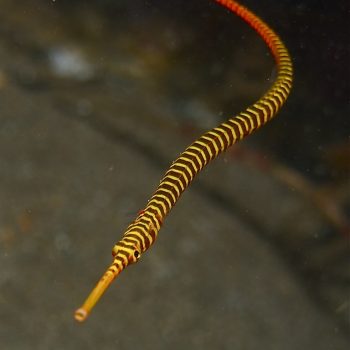 Doryrhamphus dactyliophorus M – Banded Pipefish - Ψάρια Θαλασσινού