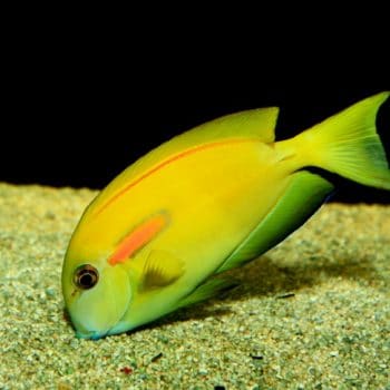 Acanthurus olivaceus Juv M – Orange Band Surgeonfish - Ψάρια Θαλασσινού
