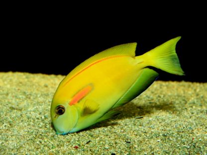 Acanthurus olivaceus Juv S – Orange Band Surgeonfish - Ψάρια Θαλασσινού