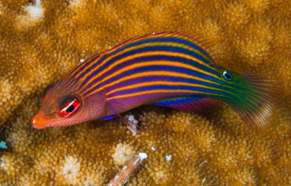 Pseudocheilinus hexataenia -Six-lined wrasse -M - Ψάρια Θαλασσινού