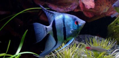 Pterophyllum scalare – Angelfish Blue 6cm - Ψάρια Γλυκού