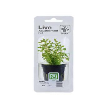 Tropica Rotala Rotundifolia Mini Pot In Single Package - Φυτά για Ενυδρεία