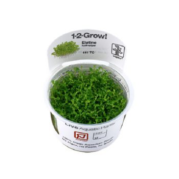 Tropica Elatine Hydropiper 1-2 Grow - Φυτά για Ενυδρεία