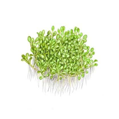Tropica Elatine Hydropiper 1-2 Grow - Φυτά για Ενυδρεία