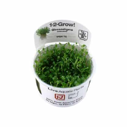 Tropica Glossostigma Elatinoeides 1-2-Grow! - Sales