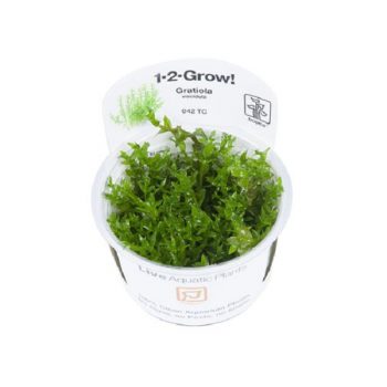 Tropica Gratiola Viscidula 1-2 Grow - Φυτά για Ενυδρεία