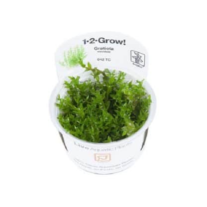 Tropica Gratiola Viscidula 1-2 Grow - Φυτά για Ενυδρεία