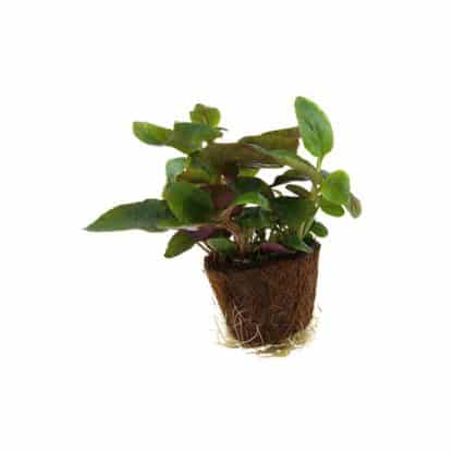 Tropica Lobelia Cardinalis Mini Pot - Φυτά για Ενυδρεία