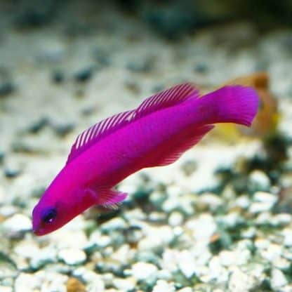 Pseudochromis fridmani - Orchid Dottyback