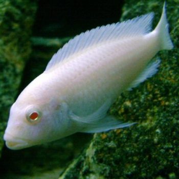 Pseudotropheus socolofi – Albino Pindani 4cm - Ψάρια Γλυκού