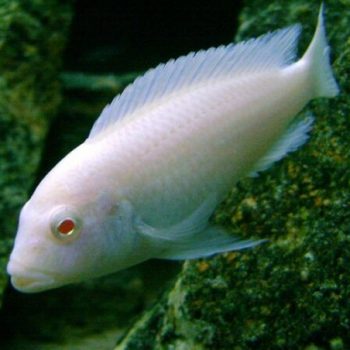 Pseudotropheus socolofi – Albino Pindani 4cm - Sales