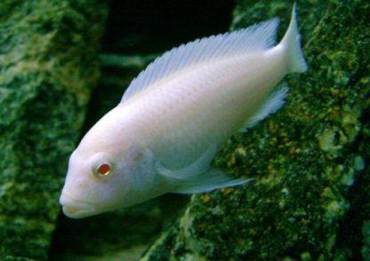 Pseudotropheus socolofi – Albino Pindani 4cm - Ψάρια Γλυκού