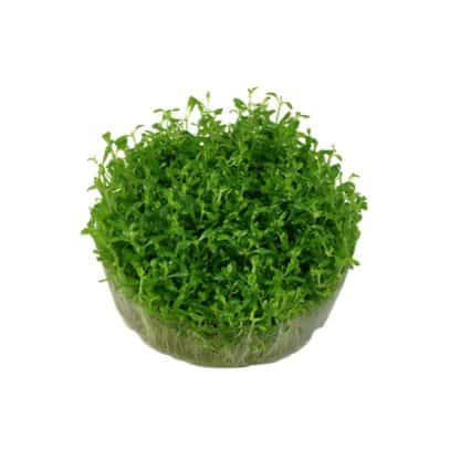 Tropica Elatine Hydropiper 1-2 Grow - Φυτά για Ενυδρεία