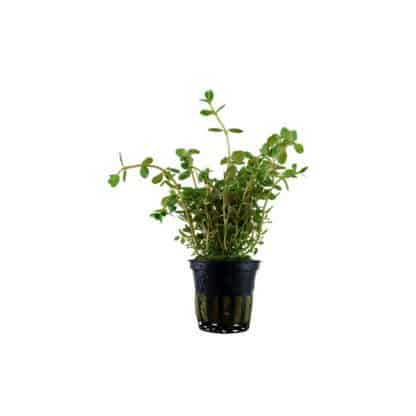 Tropica Rotala Rotundifolia Mini Pot In Single Package - Φυτά για Ενυδρεία