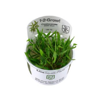 Tropica Cryptocoryne Wendtii Green 1-2 Grow - Φυτά για Ενυδρεία