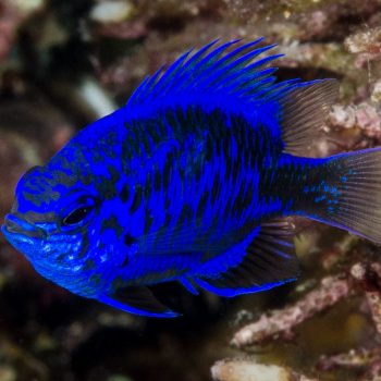 Chrysiptera springeri M – Blue Sapphire Damselfish - Ψάρια Θαλασσινού