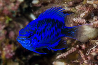 Chrysiptera springeri M – Blue Sapphire Damselfish - Ψάρια Θαλασσινού