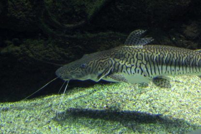 Pseudoplatystoma fasciatum – Tiger Shovelnose 10-12cm - Ψάρια Γλυκού