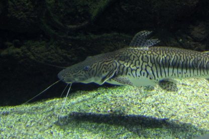 Pseudoplatystoma fasciatum - Tiger Shovelnose 5-6cm