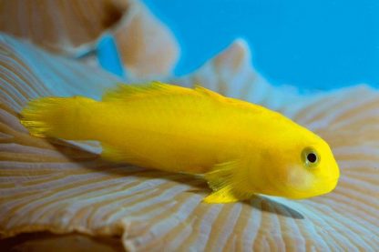 Gobiodon okinawae M – Yellow Coralgoby - Ψάρια Θαλασσινού