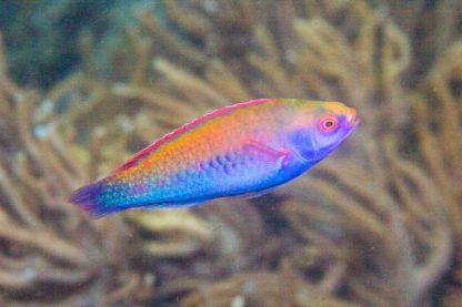 Cirrhilabrus solorensis M – Sulawesi Redeye Wrasse - Ψάρια Θαλασσινού