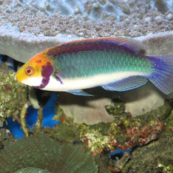 Cirrhilabrus solorensis - Southern Red Eye Wrasse