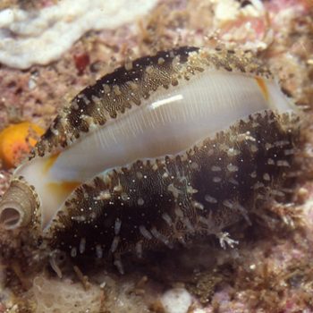 Monetaria annulus – Ring Cowrie - Ασπόνδυλα Θαλασσινού