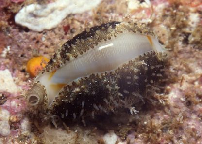 Monetaria annulus – Ring Cowrie - Ασπόνδυλα Θαλασσινού