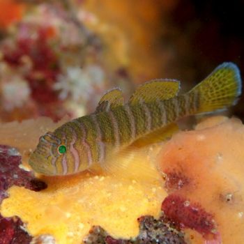Priolepis cincta - Banded Reef Goby