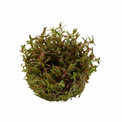 Tropica Rotala ‘Vietnam H’Ra’ 1-2 Grow - Φυτά για Ενυδρεία