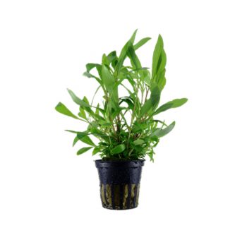 Tropica Hygrophila ‘Siamensis’ Potted - Φυτά για Ενυδρεία