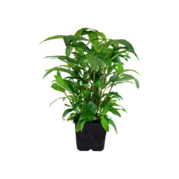 Tropica Hygrophila Siamensis Potted (Xl) - Φυτά για Ενυδρεία