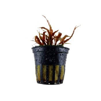 Tropica Cryptocoryne Albida ‘Brown’ - Φυτά για Ενυδρεία