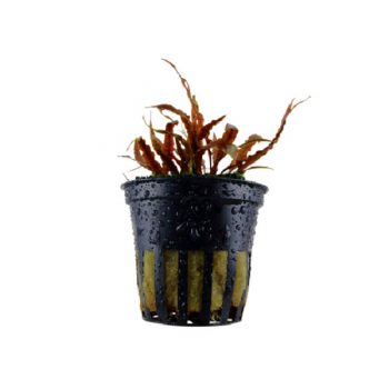 Tropica Cryptocoryne Albida ‘Brown’ - Sales