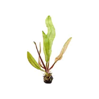Tropica Aponogeton Madagascariensis - Φυτά για Ενυδρεία
