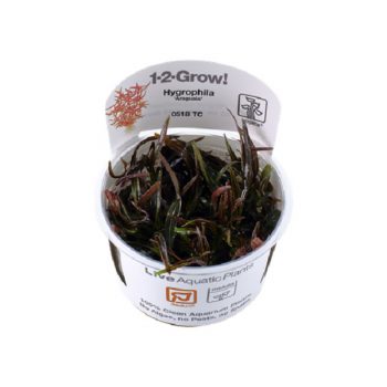 Tropica Hygrophila “Araguaia” 1-2 Grow - Φυτά για Ενυδρεία