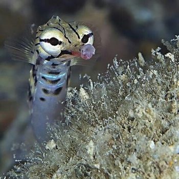 Corythoichthys intestinalis – Scribbled Pipefish - Ψάρια Θαλασσινού