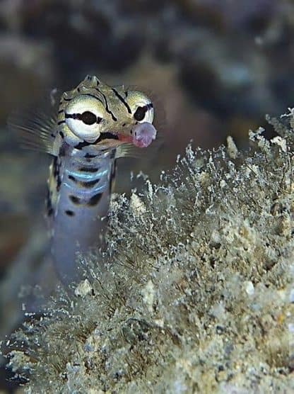 Corythoichthys intestinalis – Scribbled Pipefish - Ψάρια Θαλασσινού