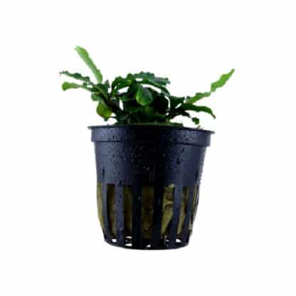 Bucephalandra Wavy Green - Φυτά για Ενυδρεία