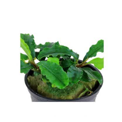 Bucephalandra Wavy Green - Φυτά για Ενυδρεία