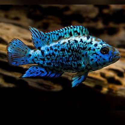 Rocio octofasciatum –  Electric Blue Jack Dempsey 5-7cm - Ψάρια Γλυκού