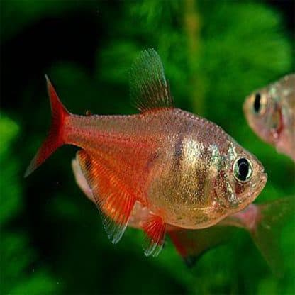 Hyphessobrycon flammeus – Flame Tetra - Ψάρια Γλυκού