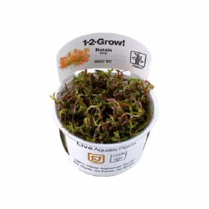 Tropica Rotala ‘Vietnam H’Ra’ 1-2 Grow - Φυτά για Ενυδρεία