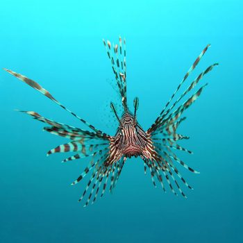 Pterois volitans