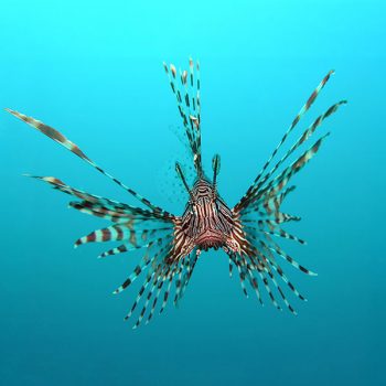 Pterois volitans M -Black Lionfish - Ψάρια Θαλασσινού