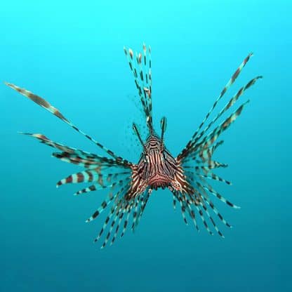 Pterois volitans