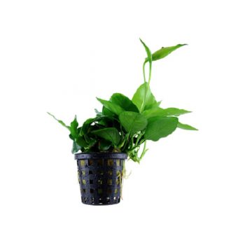 Anubias Nana ‘Large’ - Φυτά για Ενυδρεία