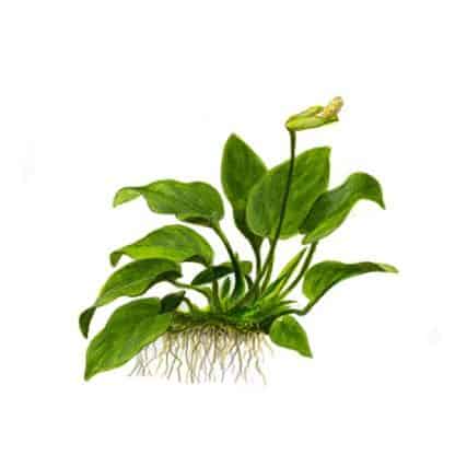 Tropica Anubias barteri nana 1-2-Grow! - Φυτά για Ενυδρεία