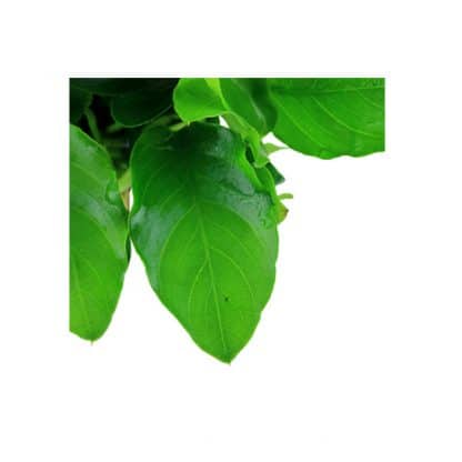 Anubias Nana ‘Large’ - Sales